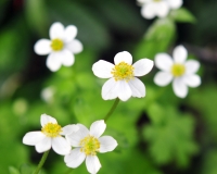 Anemone obtusiloba Alba